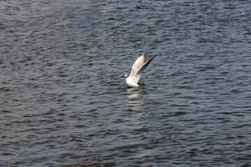 Fototapeta na wymiar waterfowl swan on the lake