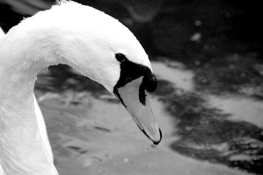 cisne