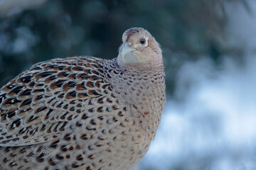 Faisan commun Phasianus colchicus en gros plan sur fond de neige