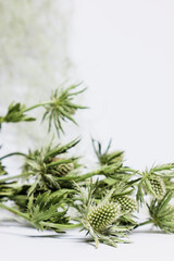 Fresh, green Eryngium on a white background