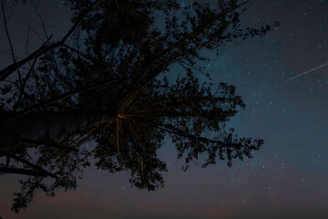 Obraz na płótnie Canvas night sky with trees