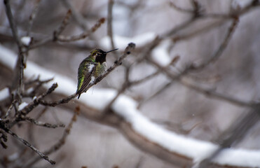 Hummingbird perched on tree branch with snow in winter