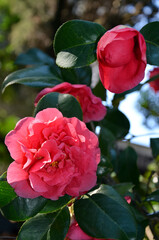 beautiful pink terry camellia flowers in the garden