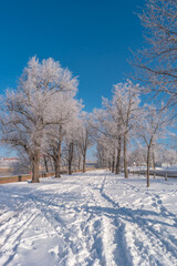 Amazing view over Magdeburg historical downtown in Winter with icy trees and snow during sunrise in the morning with warm illumination, foggy river and blue sky, Germany.