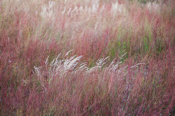 Colorful meadow and steppe grass sways in a strong wind. Selective focus. Blurred background.