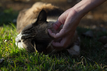 cat on the grass receiving affection
