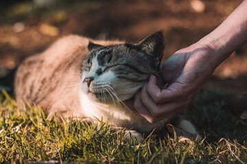 cat in the grass receiving affection