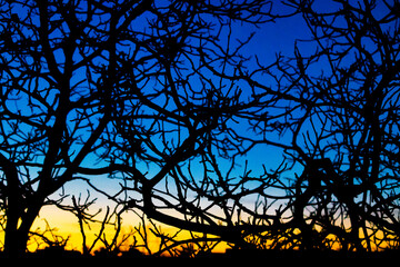 Sunset Branches