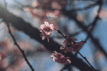 Cherry tree flowers