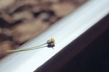 flower in raill