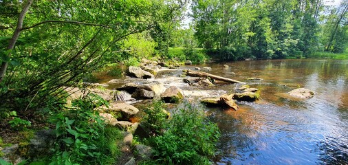 river in the forest