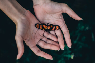 hand holding a butterfly