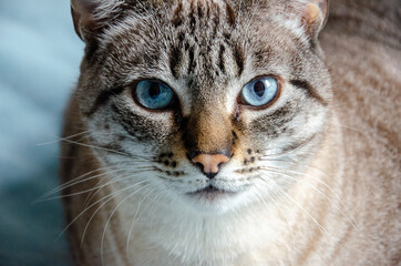 Obraz premium closeup on grey tabby cat face with blue eyes 