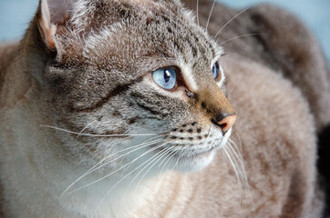 Obraz premium closeup on grey tabby cat face with blue eyes 