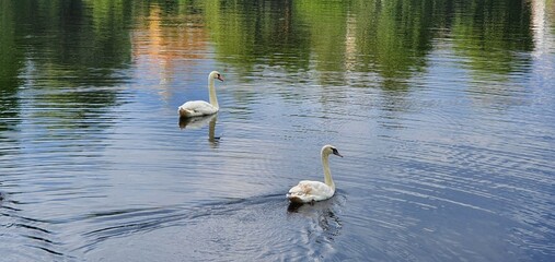 two swans on the lake