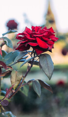 red rose on a branch