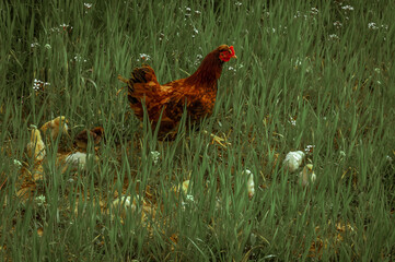 Fototapeta premium chicken in the grass 