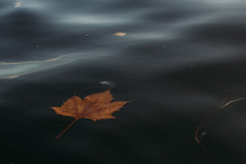 autumn leaves on water
