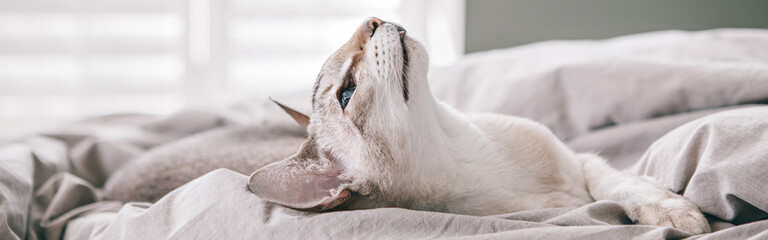 Beautiful blue-eyed oriental breed cat lying resting on bed at home looking up. Fluffy hairy domestic pet with the blue eyes relaxing at home. Adorable furry animal feline friend. Web banner header.