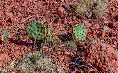 Prickly Pear Cactus, Opuntia sp. with white spines, Utah