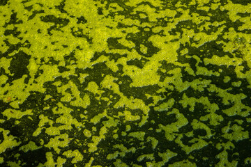 green algae from stagnant water texture wallpaper