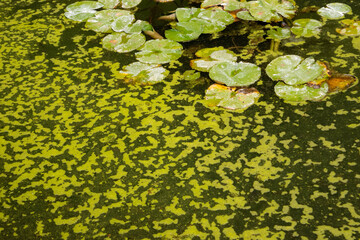 nymphoides or water lilies and green algae from stagnant water background 