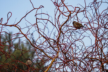 Sparrow sitting on a twig of ornamental twisted willow.