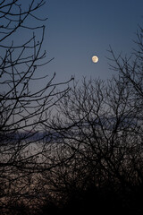 The moon shining in the sky behind the trees without leaves.