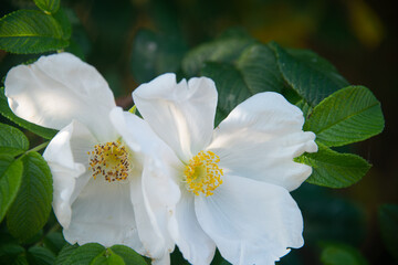 Obraz na płótnie Canvas Rosenblüte oder Hagebutten-Blüte, rein und weiß, herbstlich mit dichtem Blattwerk, Heckenrose