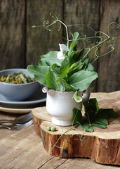 Pea blooming plant bouquet  on wood on the background of vegan protein meal, dish of  stewed green legume vegetables, closep, healthy spring vegan food concept