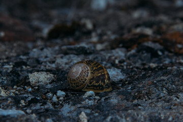 snail on leaf