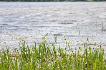 Obraz premium grass near the shore against the background of lake water
