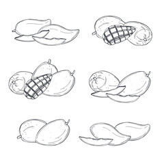 Mango fruit. Vector illustration.