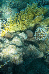 Naklejka na ściany i meble Branching corals at the bottom of the sea, landscape