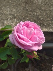 Pink Rose Flower 