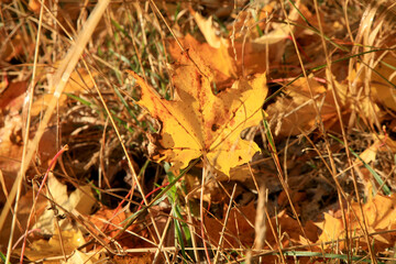 Fallen autumn maple leaf. Gold autumn, Indian summer.