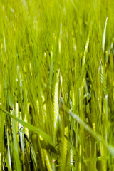 agricultural field where green barley grows