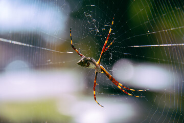 spider on web