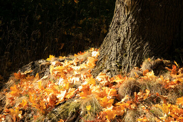 Fallen autumn maple leaf. Gold autumn, Indian summer.