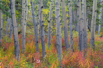 Canada, Yukon Territory, Kluane National Park. Fireweed in aspen forest.