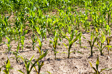 Fototapeta na wymiar young corn sprouts in the spring season