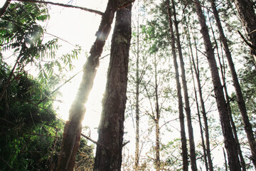 Fototapeta premium morning in the forest