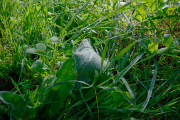 Water drops on fresh green grass background. Green grass background. Raindrops on stalks of green grass closeup. Spring background
