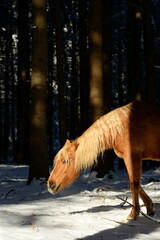 Waldpony. Hübscher Palomino frei im Wald