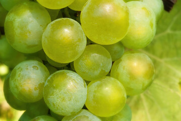 close up of chardonnay grapes ripening in the afternoon sun