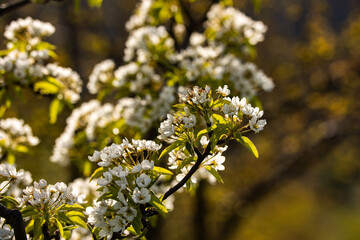 gifts of gardens in South Moravia