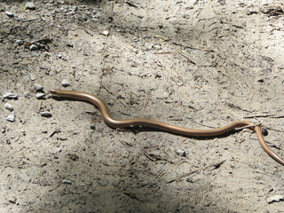 golden snake on the ground