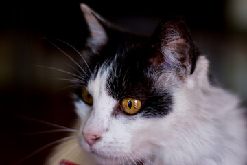 Black and white cat portrait with selective focus