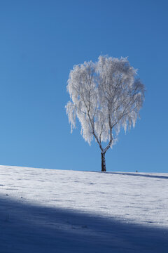 Einzelner wei&szlig; eingeschneiter Baum am Horizont &uuml;ber wei&szlig;em Schneefeld vor blauem Himmel mit Schatten im Vordergrund Dreiteilung Hochformat