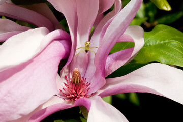 Spider in magnolia